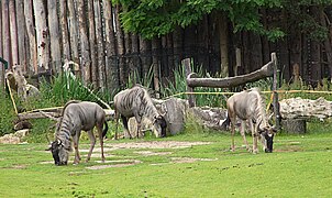 Gnous à barbe blanche au zoo de Leipzig