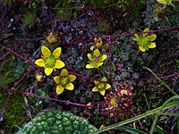 Saxifraga neopropagulifera