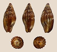 Zafra pumila, shell, dark variety