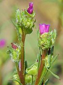 Calandrinia ciliata‎