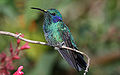 Colibri thalassinus