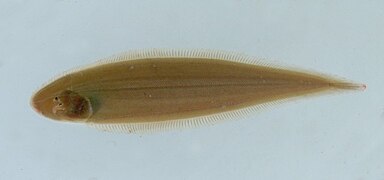 Cynoglossus microlepis