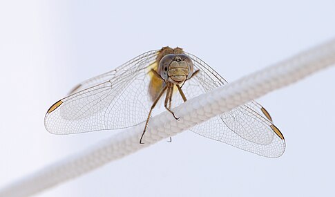 Odonata (Dragonflies)