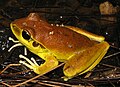 Litoria wilcoxi