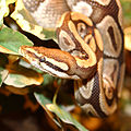 Königspython (Python regius)