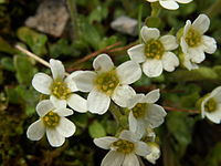 Saxifraga androsacea