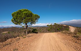 Via Algarviana footpath near Silves