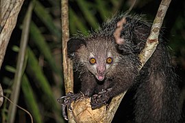 Aye-aye