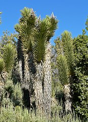 Few-branched individuals in Kyle Canyon