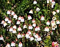 White heather (Cassiope mertensiana) flowers close