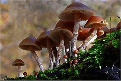 Jahutanuk Galerina marginata