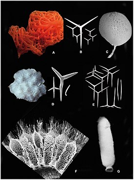 Разнообразие известковых губок. A — Clathrina rubra[англ.], B, E — спикулы, С — Guancha lacunosa, D — Petrobiona massiliana, F — сиконоидная водоносная система Sycon ciliatum, G — Sycon ciliatum