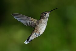 Rubinkehlkolibri (Archilochus colubris) (von Pierre Dalous)