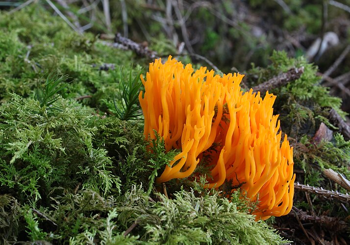 Агариковый гриб Калоцера клейкая (Calocera viscosa)