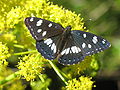 Limenitis reducta (Limenitidini)