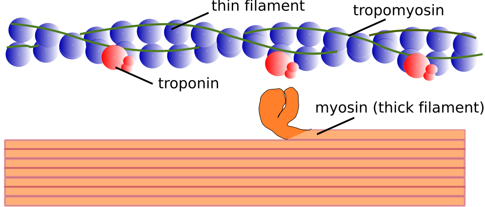 Myofilament