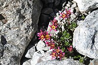 Saxifraga biflora