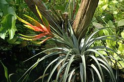 Tillandsia fasciculata