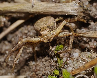 Xysticus cristatus (Common Crab Spider)