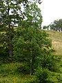 Betula pubescens.