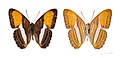 68 Adelpha cytherea MHNT uploaded by Archaeodontosaurus, nominated by Citron