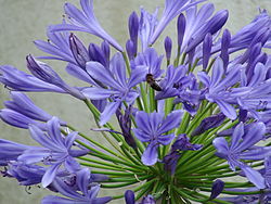 Inflorescência de Agapanthus africanus.