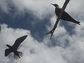 Anous tenuirostris in flight (cat.)