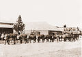 Image 20A bullock team hauling wool in Australia (from Transport)