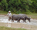 Image 61Water buffalos in the paddy fields (from Agriculture in Cambodia)