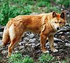 Dingo (Canis lupus dingo) at Cleland wildlife park, South Australia