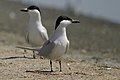 San Diego National Wildlife Refuge