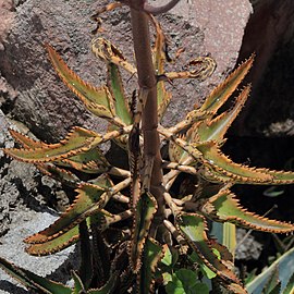 Planta amarelada devido a seca