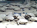 Land tortoises