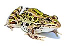 green spotted frog facing right