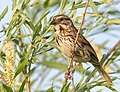 Song Sparrow