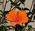 Haibhiskasi reranjisi (orange hibiscus)