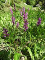 Orchis mascula Germany - Simonswald-Haslach