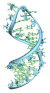 Molekula pre-mRNA tvořící vlásenku