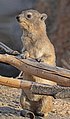 35 Rock hyrax (Procavia capensis) 2 uploaded by Charlesjsharp, nominated by Charlesjsharp