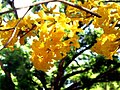 Golden Trumpet Tree تابه‌بویا کریستوریکا