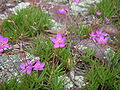 Talinum calycinum