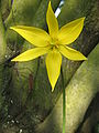 Tulipa sylvestris flower