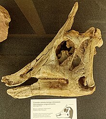 Череп Saurolophus angustirostris. Музей Еволюції, Варшава