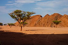 Désert où l'on aperçoit quelques acacias au milieu d'une terre de couleur ocre.