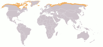 Map of arctic tundra