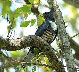 Шуляк чорний (Aviceda leuphotes)