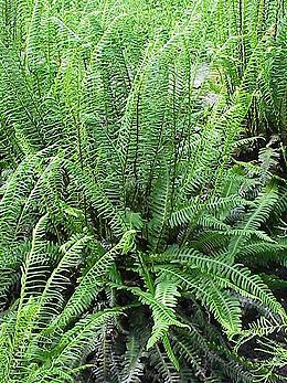 Varpotoji unksmenė (Blechnum spicant)