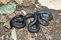 Ring-necked snake