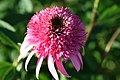 Echinacea purpurea Razzmatazz