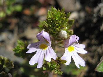 Euphrasia salisburgensis